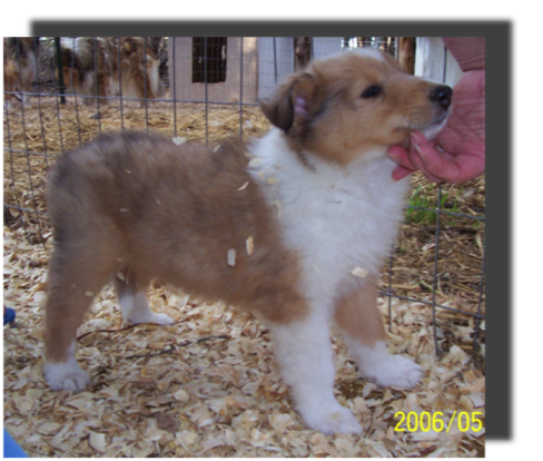Poppy 2006-05-15 smb Wrinkle Free 6 sable merle girl 001 10_g12it126.png
